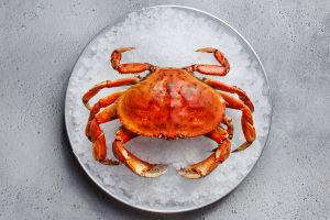 Photo of Dungeness crab on a plate of ice 