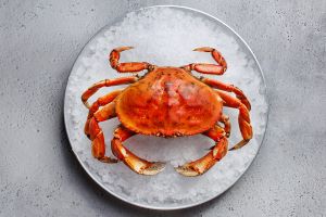 Photo of Dungeness crab on a plate of ice