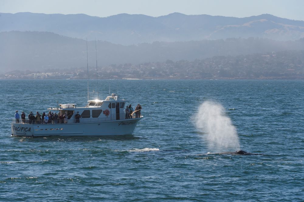 People on a boat watching a whale splash in the water 