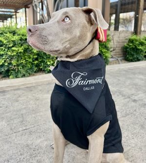 Photo of Bondi, Fairmont Dallas' Chief Happiness Officer