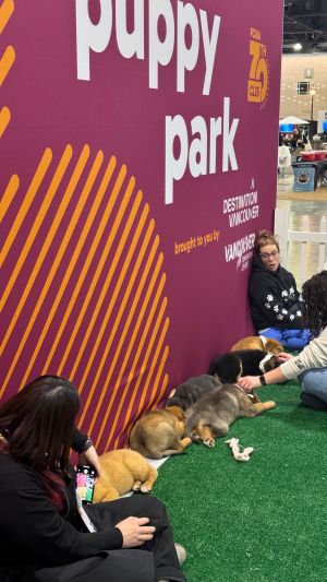 It’s tough work being adorable. Naptime at Puppy Park after a full day of melting hearts and hoping for a forever home.