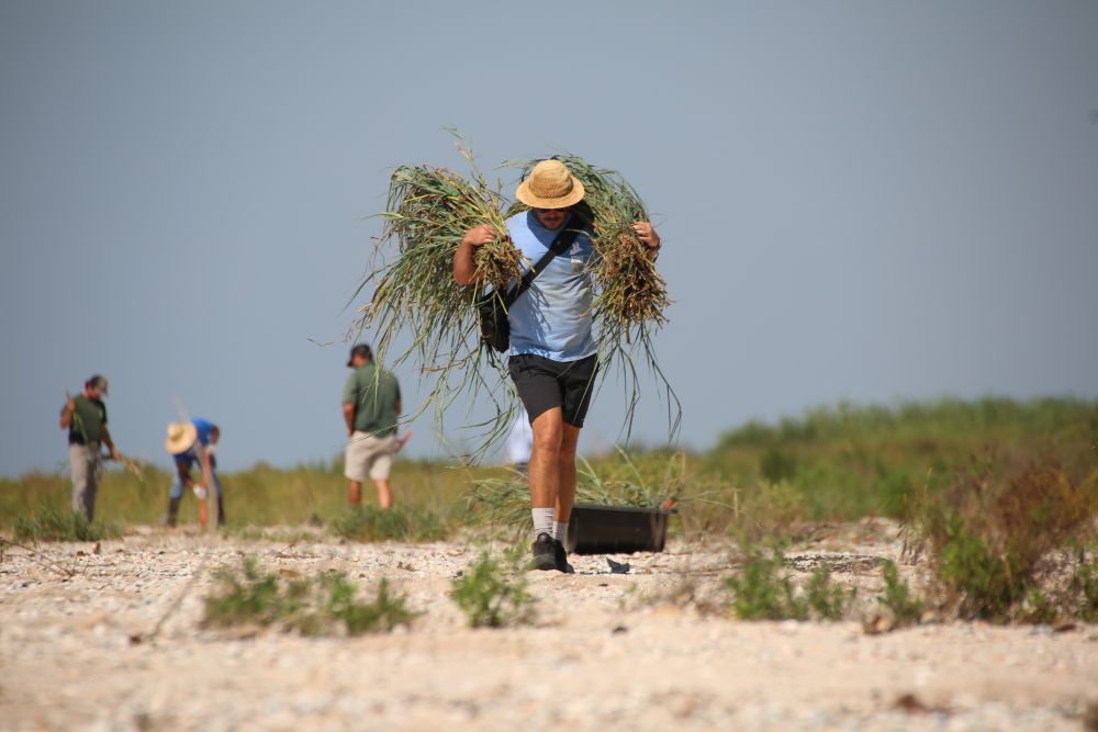 A CRCL staff member hauls grasses to be planted on Rutherford Beach. Credit: Coalition to Restore Coastal Louisiana.