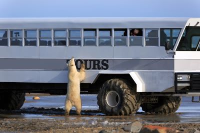 A polar bear beside a Tundra Buggy