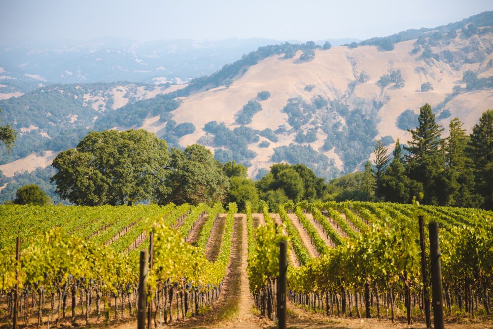 Appellation vineyard in Sonoma County