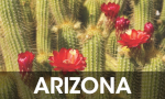 Arizona