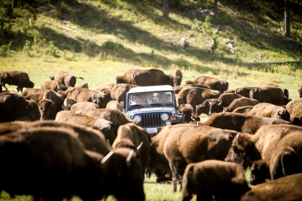 A jeep surrounded by buffalo