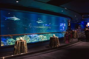 Texas State Aquarium shark exhibit.