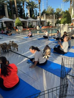 Caesars Entertainment Goat Yoga Program