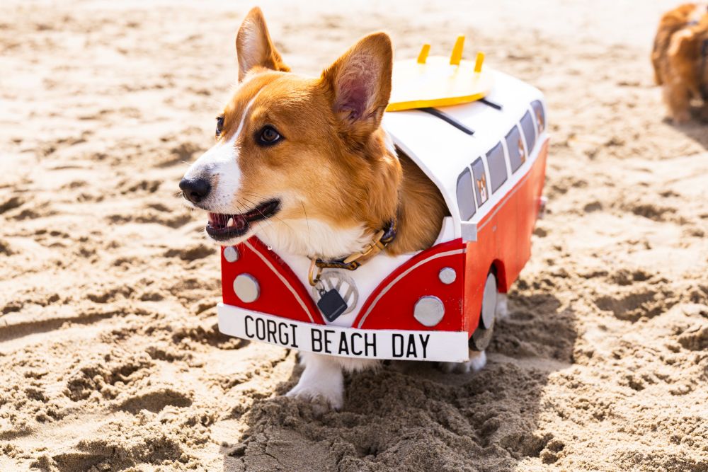 Photo of a Corgi dog with a VW van costume on the beach.