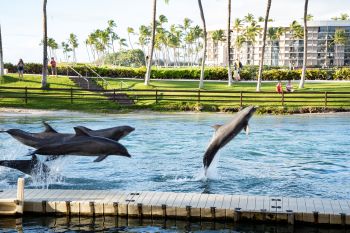 Dolphin Quest at Hilton Waikoloa Village. Credit: Keith Uehara Photography