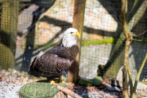 Eagle Mountain Sanctuary, Dollywood, Pigeon Forge