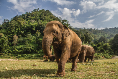 Elephant Nature Park, Chiang Mai, Thailand