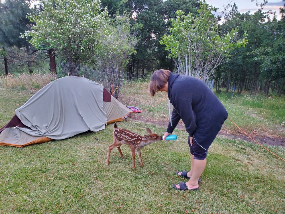 Feeding baby Thor the Deer.