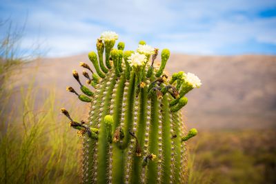 Flowering saguaro.