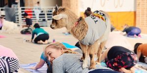 Photo of goat yoga, with a goat on top of a woman doing yoga.