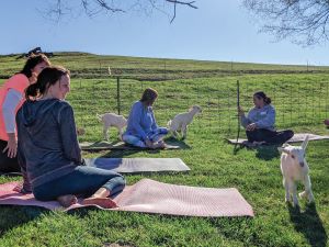 Goat Yoga at Honey Creek Creamery