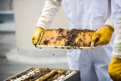 Chicago Marriott Downtown Magnificent Mile's Honey Bee Chefs