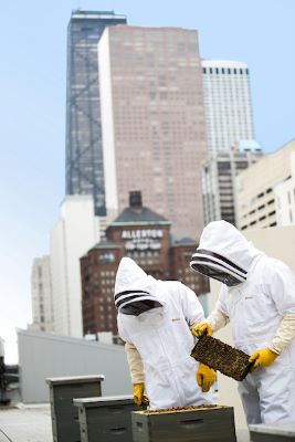Chicago Marriott Downtown Magnificent Mile's Honey Bee Chefs