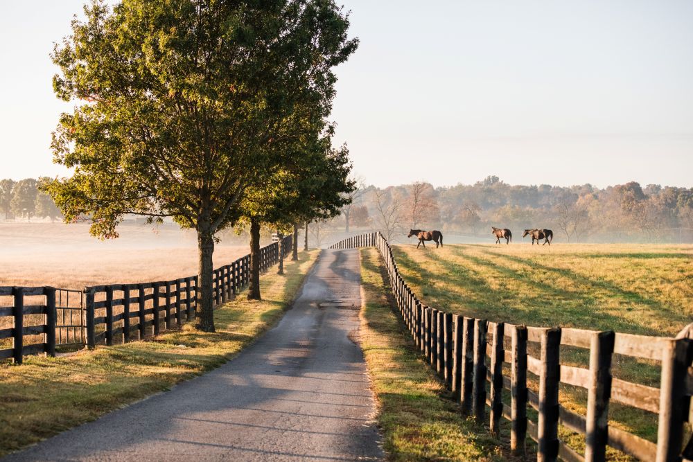 Photo of a horse farm.