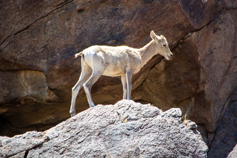 Endangered peninsular bighorn sheep program by Agua Caliente Band of Cahuilla Indians