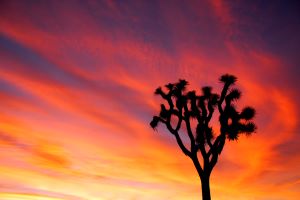 Joshua Tree National Park. Credit: National Park Service