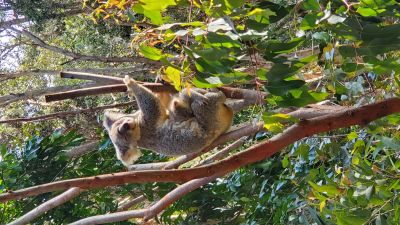 Koala at Currumbin Wildlife Sanctuary. Credit: Gary Singh.