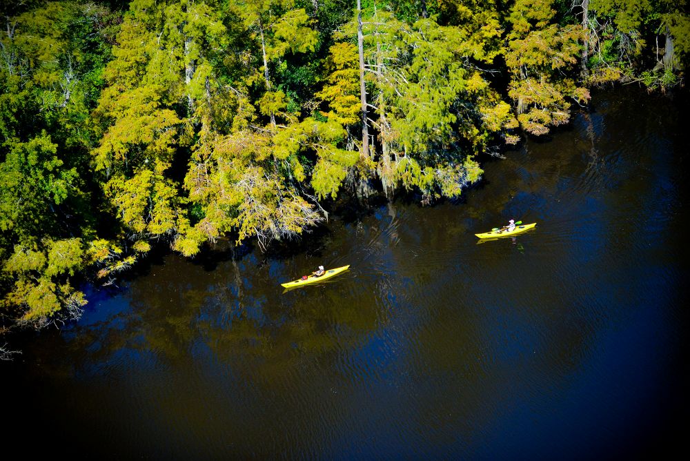 Kayakers in a bayou.