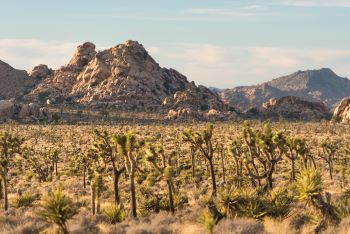 Lost Horse Valley, Joshua Tree National Park. Credit: National Park Service