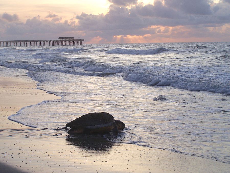 Myrtle Beach State Park, Myrtle Beach, South Carolina.