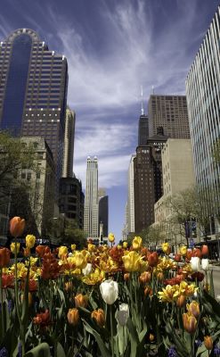 Chicago Marriott Downtown Magnificent Mile's Tulips