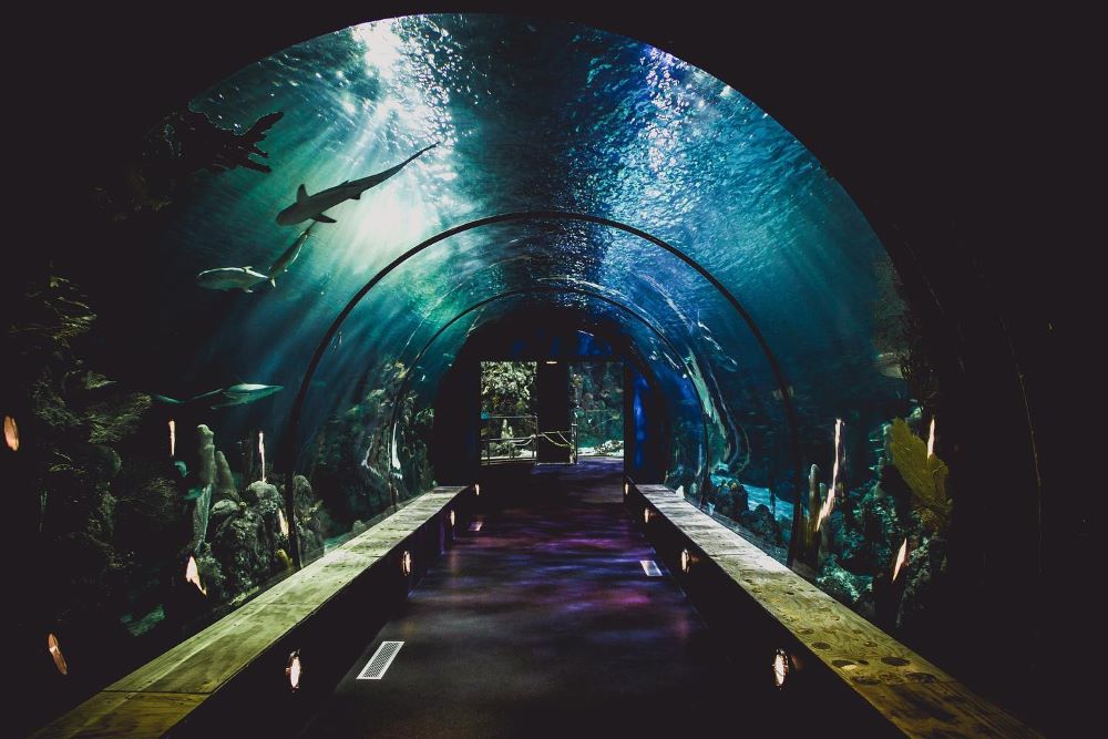 Moody Gardens aquarium tunnel