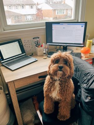 My puppy Romeo loves the work-from-home lifestyle.