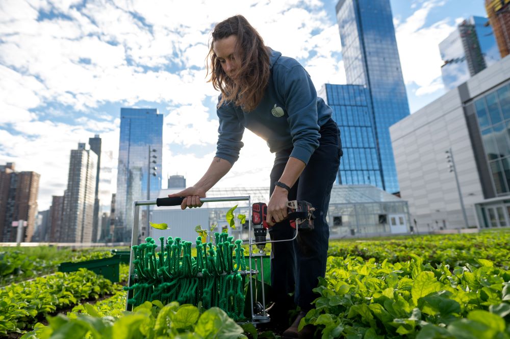 Javits Center rooftop farm 