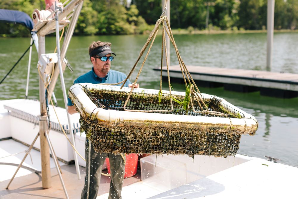 Man harvesting oysters for the Tides Inn