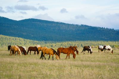 Paws Up Nature, Wildlife, Evening Equestrian Center