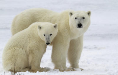 Polar bears in Churchill, Manitoba