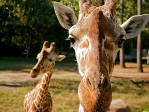 Riverbanks Zoo, Columbia, South Carolina.