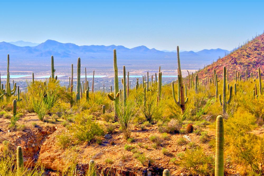 Saguaro National Park.