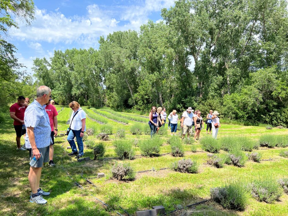 Sleepy Bees Lavender Farm