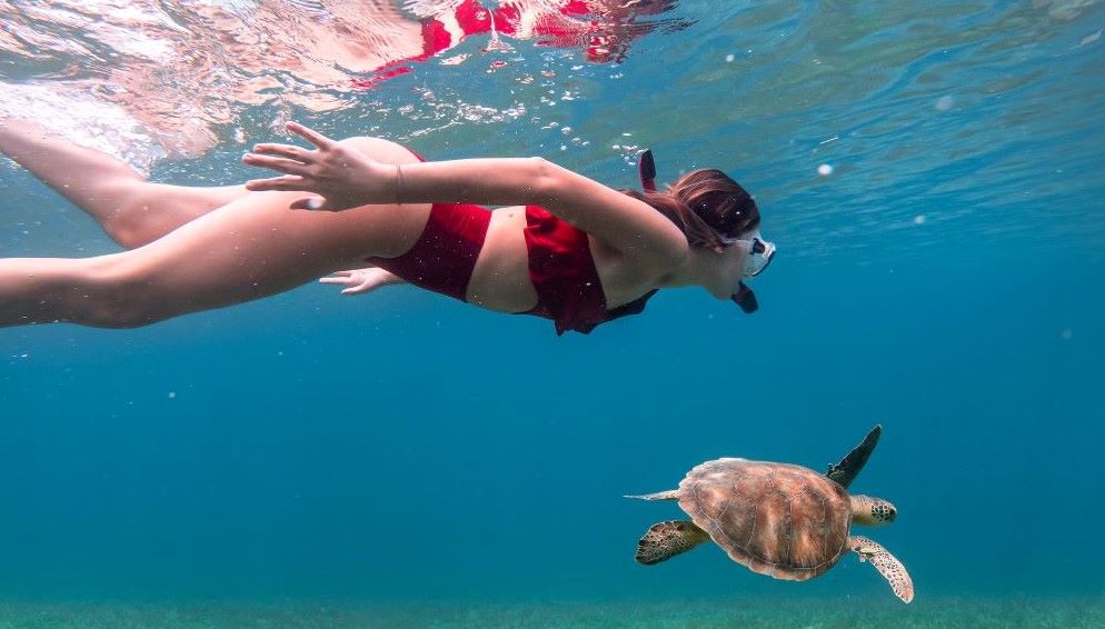 Snorkeling with Turtles