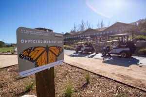 Pechanga Resort Casino Monarchs in the Rough butterfly habitat.
