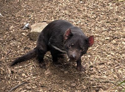 Tasmanian devil at Bonorong Wildlife Sanctuary