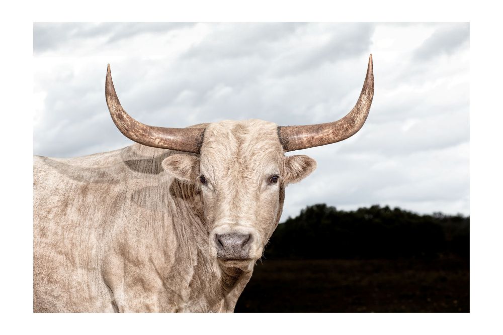 Revered for its survival skills and resilient character, much like Texans themselves, the Texas Longhorn is the ultimate icon of Texas. The featured bull is from my series of photographs for Texas Monthly’s December 2024 cover story on the Longhorn’s origins, beginning in Cadiz, Spain. 