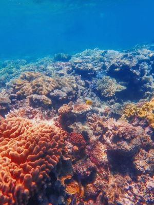 The Great Barrier Reef