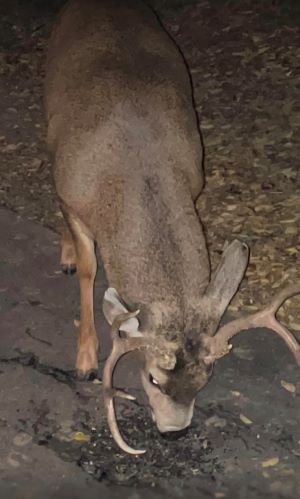 Photo of Thor the Deer foraging.