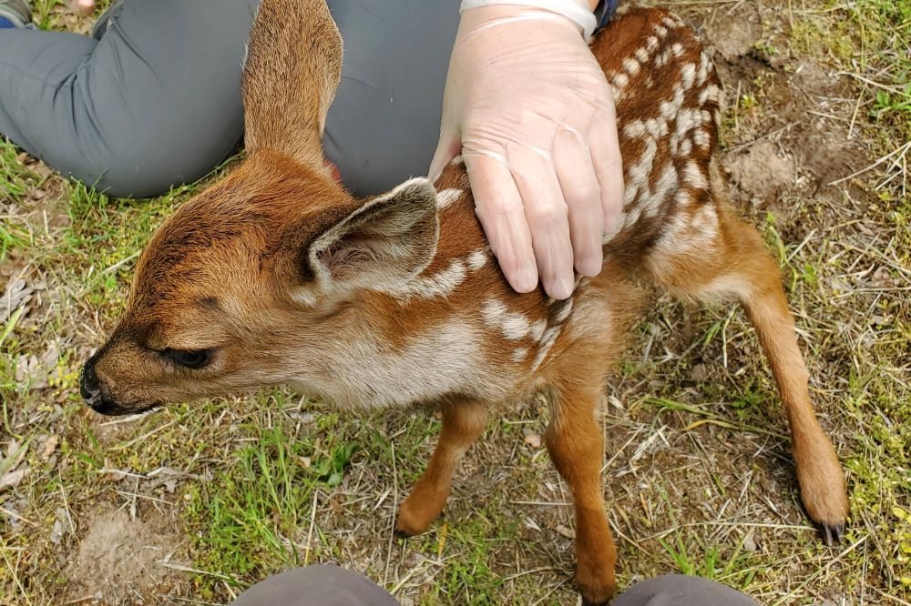 Thor the Deer, the day he was found.