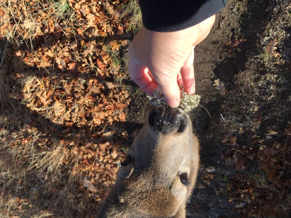 Thor the Deer, eating lichen.