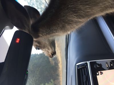 Thor the Deer being evacuated during a fire.