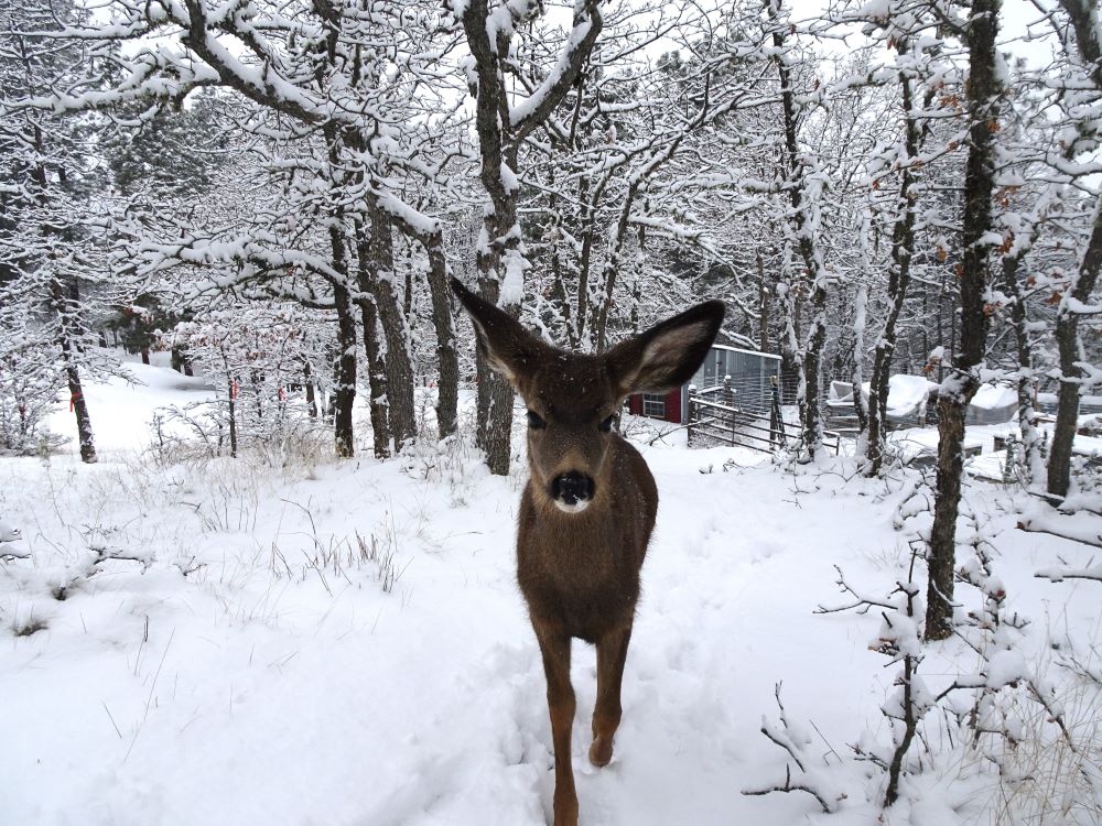 Thor the Deer, in winter.