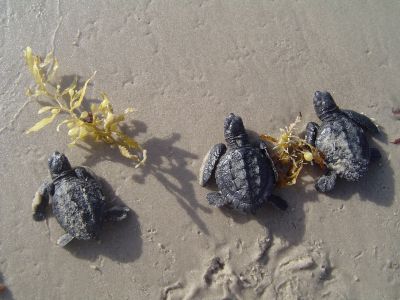 Tutles on Malaquite Beach, North Padre Island 